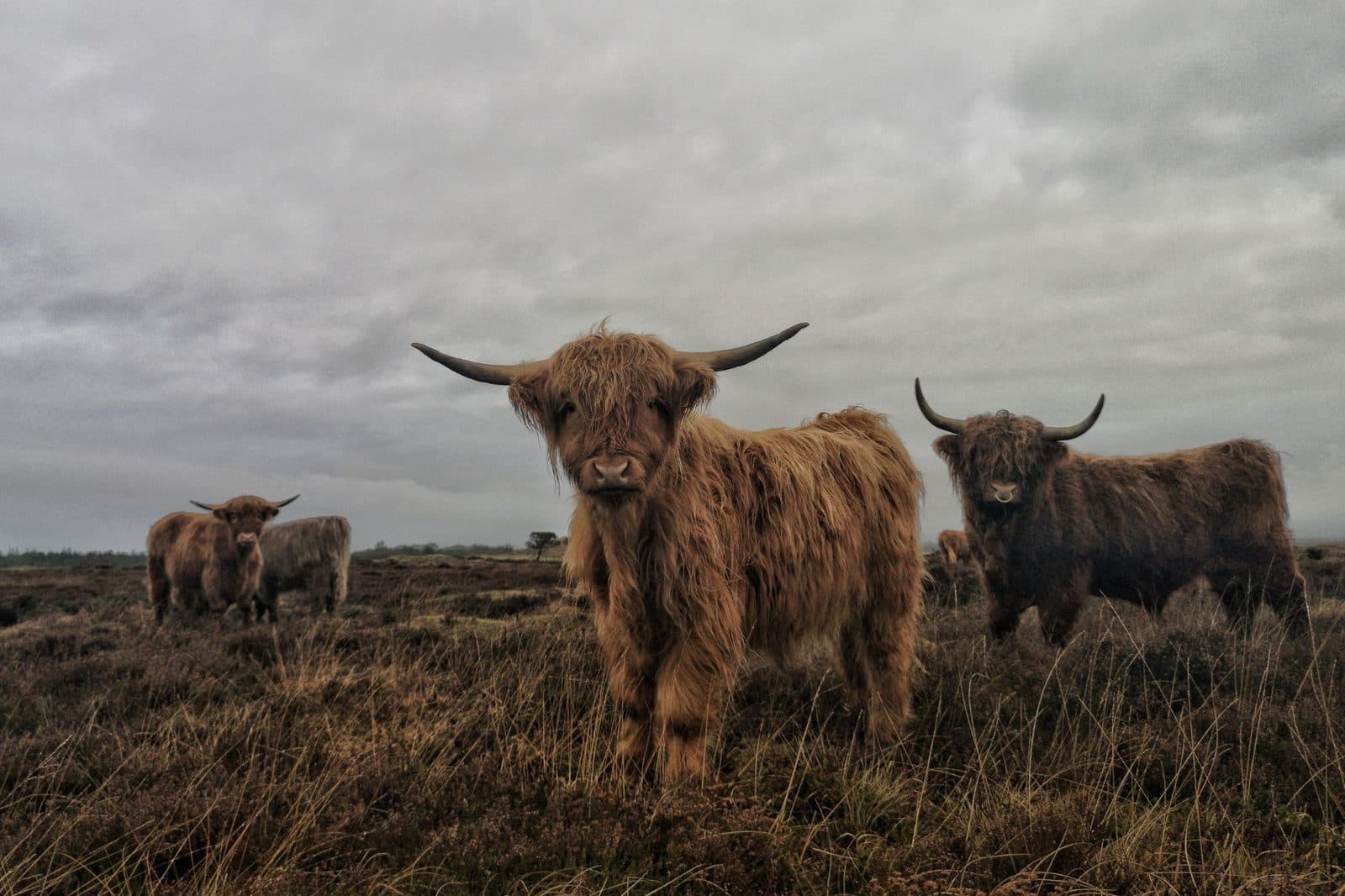 Celtic Myths & Whisky